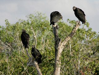 A Group of Black Vultures