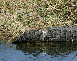 Alligator close up of injured tail