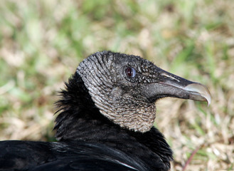 A Close up of a Black Vulture in rural South Florida
