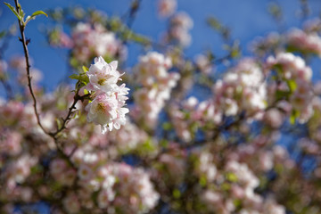 Paris, France - April 11, 2018: Beautiful blooming cherry blossom in spring in the Jardin des Plantes in Paris