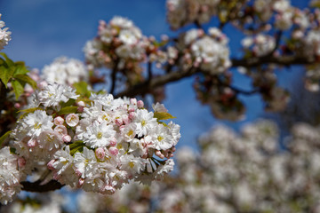 Paris, France - April 11, 2018: Beautiful blooming cherry blossom in spring in the Jardin des Plantes in Paris