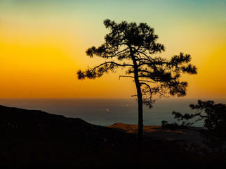 Fototapeta na wymiar silhouette of an umbrella tree against the ocean during sunset