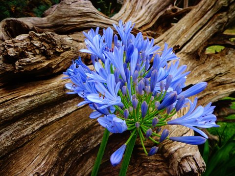 agapanthus