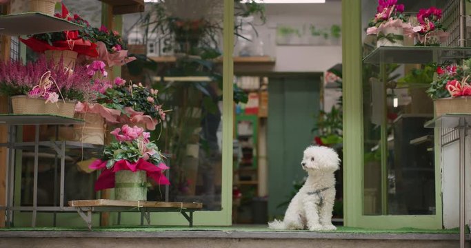 Portrait of a white dog sitting in front of the door of a cafe with some red flower pots in the background.