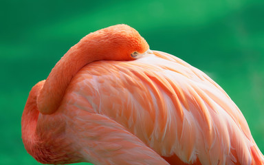 Portrait of orange flamingo hide its head in wings while looking at camera, alert eyes.