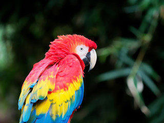 Portrait of a red parrot standing and looking at camera, a little bit lonely.