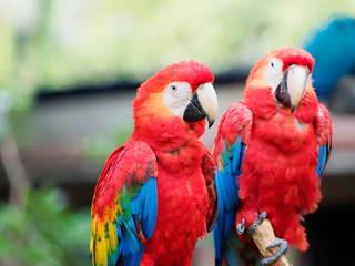 A pair of red parrot standing together, looking at camera with different expression.