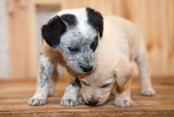 cagnolini animali domestici © pierodenaro