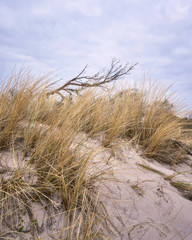 View of the dune with dune grass and tree.