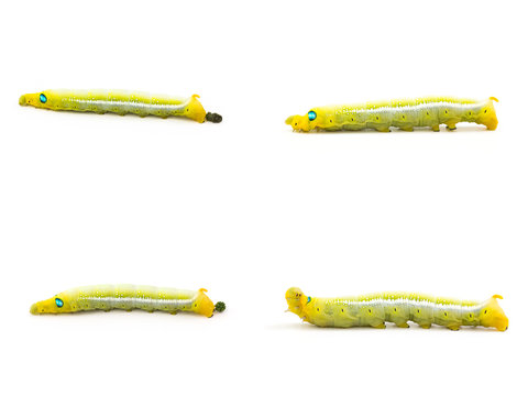 Yellow butterfly worm on white background