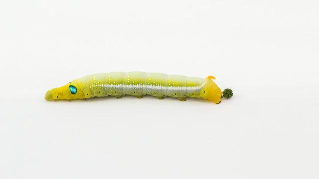 Butterfly worm on white background