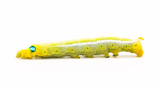 Yellow butterfly worm on white background