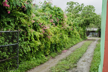Fototapeta na wymiar dirt road over a rural house, wall of green leaves on a dirt road