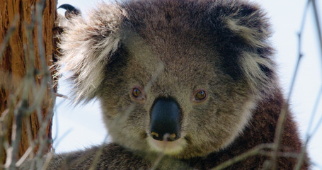 Obraz premium Cute koala clinging to Eucalyptus tree looking straight at camera. Filmed in the wild.