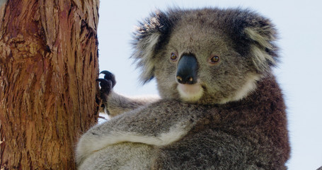 Mid-shot of koala in the Australian bush looking at camera. © Travelstock