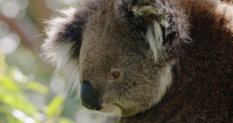Close-up profile of cute koala in a Eucalyptus tree. 