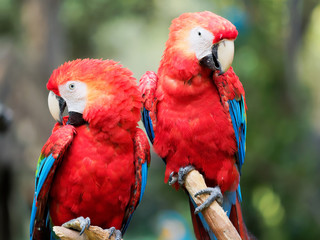 A pair of red parrot standing together, looking at camera with different expression.