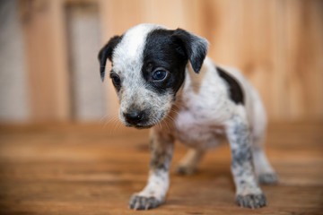 cagnolini animali domestici © pierodenaro