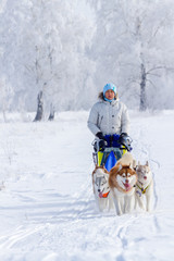 Fototapeta na wymiar Woman musher hiding behind sleigh at sled dog race on snow in winter