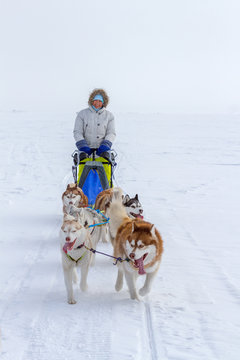 Woman musher hiding behind sleigh at sled dog race on snow in winter