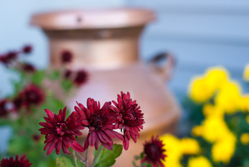A group of 3 red mums with red mums, yellow mums, and a copper milk jug in the background