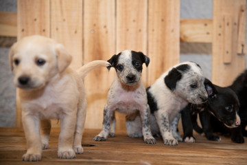 cagnolini animali domestici © pierodenaro