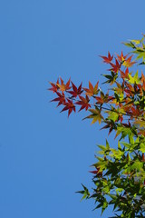 モミジの紅葉のグラデーション