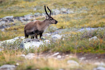 reindeer grazing in nature