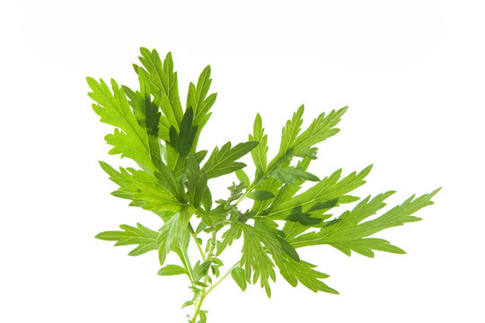 Artemisia Indica Images Browse 1 507 Stock Photos Vectors And Video Adobe Stock