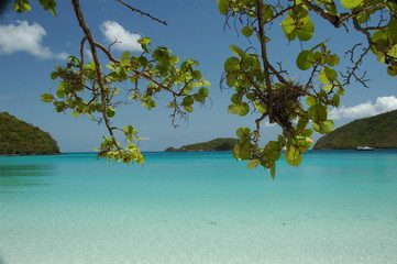 Looking at the blue sea from under a tree on the beach