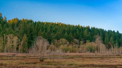 Lynch Cove Wetlands Washington State