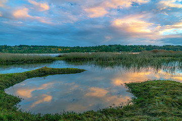 Lynch Cove Wetlands Washington State