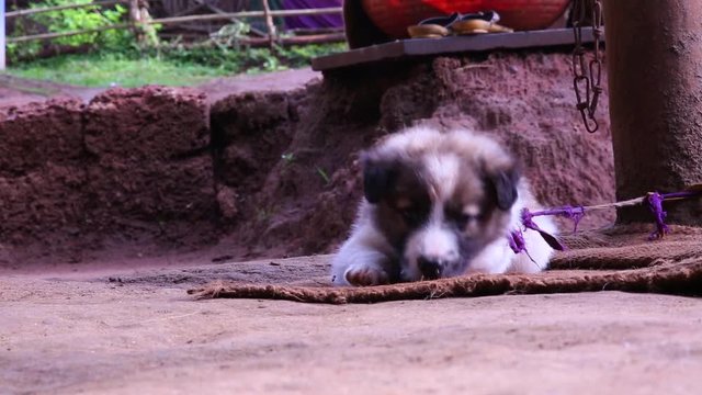 Tiny fuzzy brown and white puppy tied to a post with thin ribbon lays on a mat and adjusts his position. Small dog eager to play waits patiently for attention.