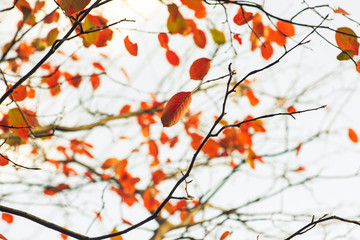 Single orange leaf against a background of blurred leaves and branches
