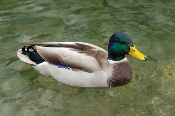 Obraz premium A male drake mallard duck