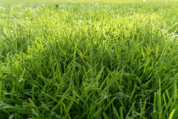 green grass in the field