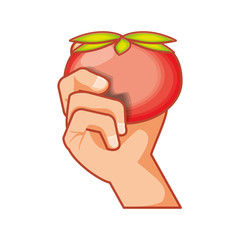 hand with fresh tomato isolated icon