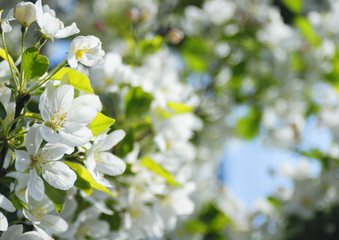 Fototapeta premium 花 春 素材