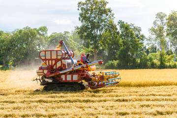 Combine harvester in action on rice field. Harvesting is the process of gathering a ripe crop