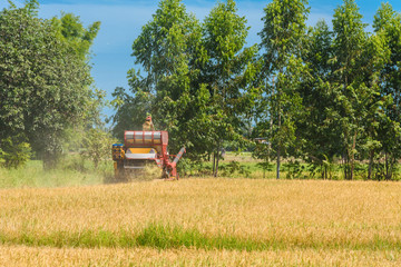 Combine harvester in action on rice field. Harvesting is the process of gathering a ripe crop