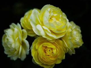 yellow rose close up