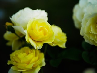yellow rose in the garden