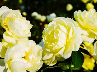 white and yellow roses