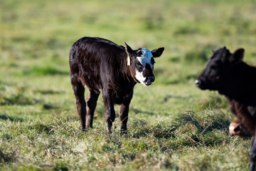 Yong Angus cattle on a late autumn day in Minnesota