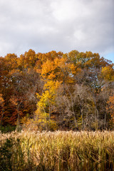 Fototapeta premium Colorful autumn landscape Beautiful autumn forest blue sky with copy space