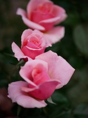 pink rose in garden