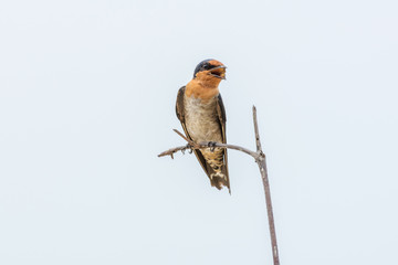bird perching