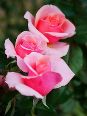 pink rose in garden