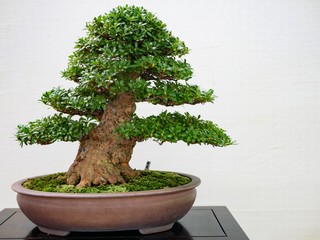 bonsai tree
