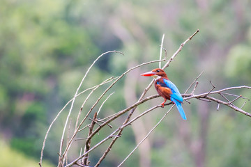 White-throated kingfisher (Halcyon smyrnensis) perched and resting
